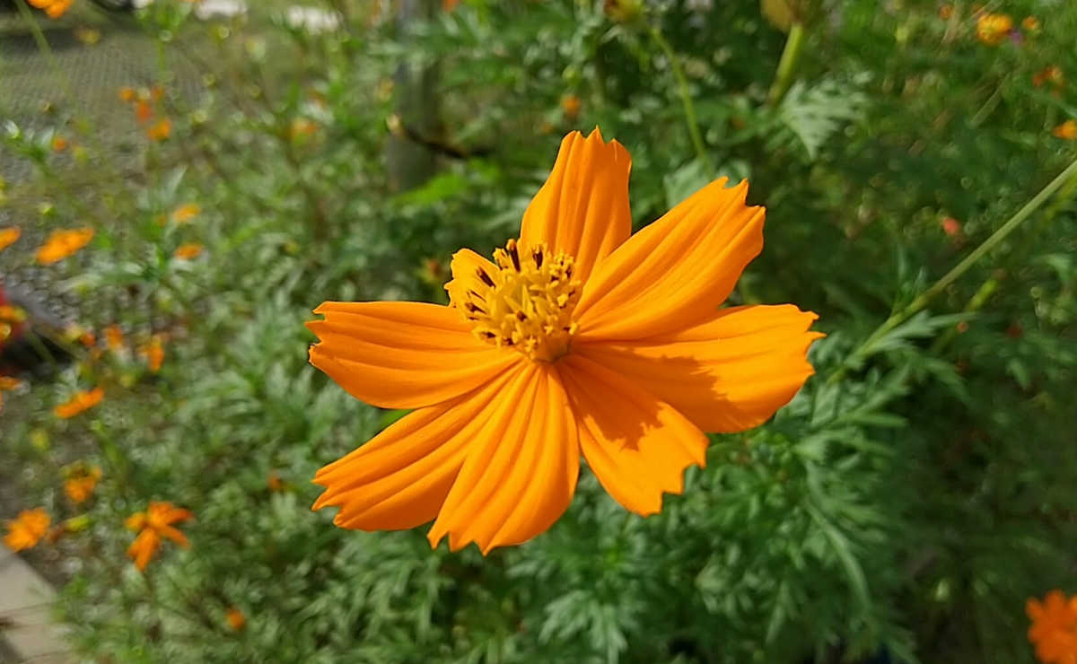 旬のお花2