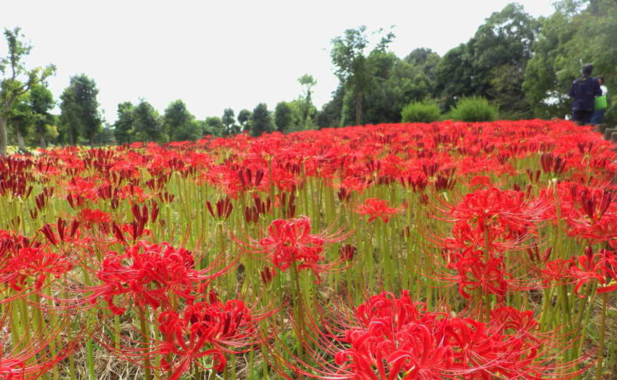 旬のお花