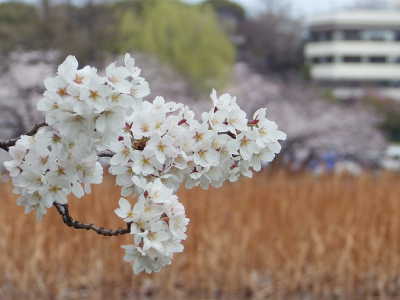 花風景２