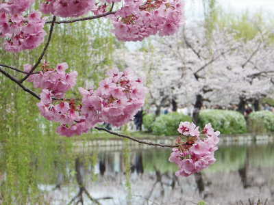 花風景３