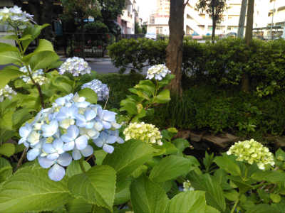 花風景３