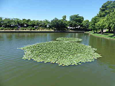花風景１