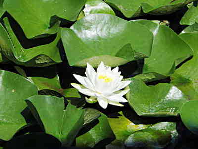 花風景１